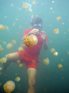 Berenang dengan Ribuan Ubur Ubur di Danau Kakaban