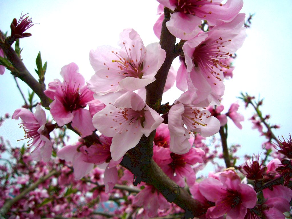 Daftar Bunga  Penuh Makna  Dari Negeri Sakura  KASKUS