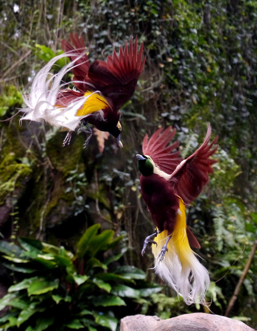 &#91;Surga Di Kampung Barawai&#93; bird of paradise Tanah Air Kita Indonesia :iloveindonesia