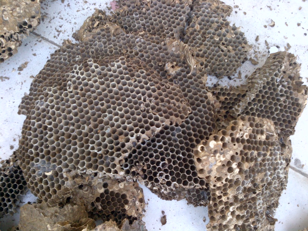 4 Fakta Ilmiah Mengapa Sarang Lebah Berbentuk Segi Enam (Heksagonal)