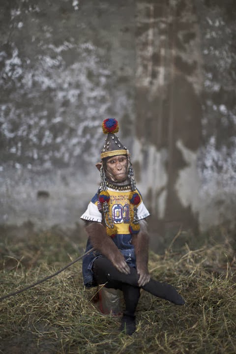 Apa untungnya sih Topeng monyet dihilangkan ?