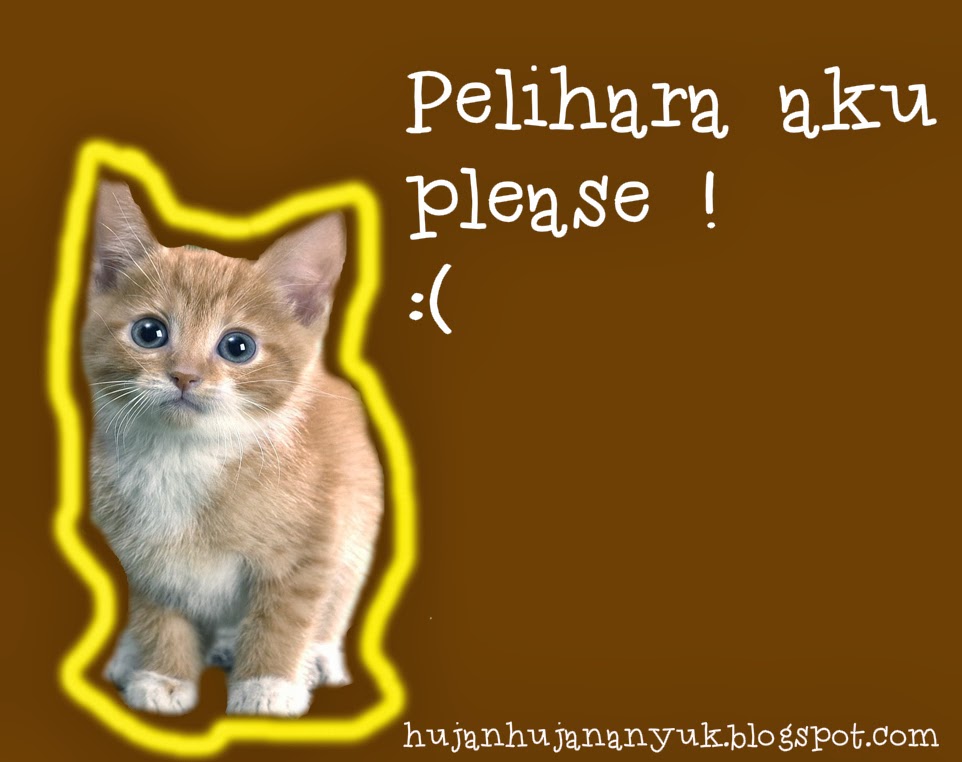 5 Fakta ini membuktikan bahwa Kucing adalah hewan yang paling cocok untuk dipelihara