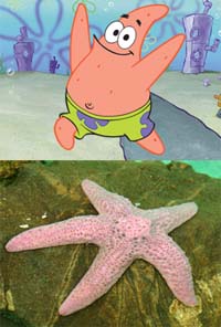 Jenis Jenis Hewan  Laut dalam Serial Kartun SpongeBob  