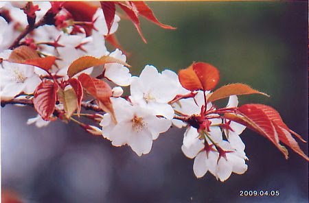 Rahasia Keindahan Sakura Di Jepang