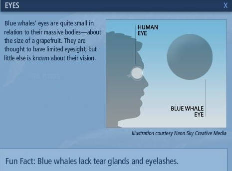 Mengenal Paus Biru (Blue Whale)