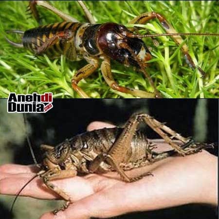 Mahluk Kekal Abadi Di Dunia