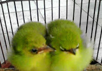 9829982996169616-burung-kaca-mata96169616-98299829