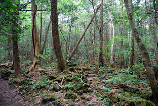 Hutan Aokigahara Tempat Bunuh Diri Terangker Di Jepang