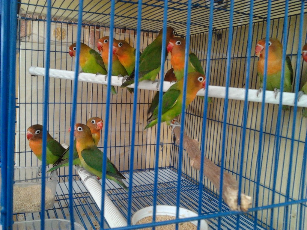 PENANGKARAN LOVE BIRD &amp; MURAI BATU MEDAN MACAM JENIS 
