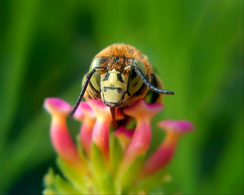 BUKAN REKAYASA! ini Fotografi Macro dengan Kamera Ponsel