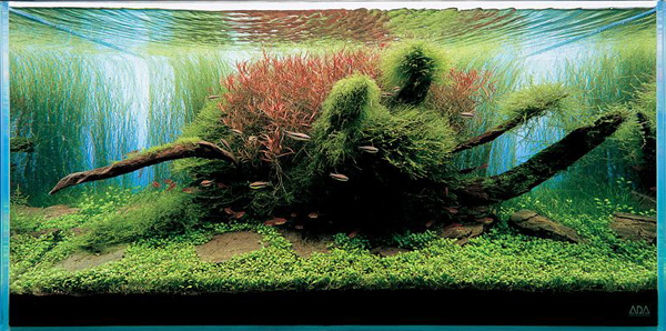 Pecinta Mini Aquascape Reg.Cirebon