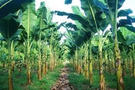 &#91;Berita Ngeri&#93; Video siswi SMP diperkosa di kebun pisang gegerkan Bogor