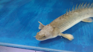 polypterus-aka-palmas-lounge-part-ii-ask-sharing--post-your-bichir-here---part-1