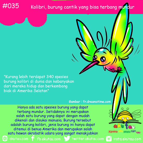 Kolibri, burung cantik yang bisa terbang mundur