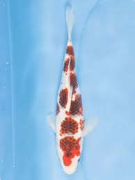 Jual Aneka Koi Unggulan ( Blitar )