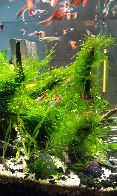 Jasa setting aquarium akuarium aquascape taman air tawar jakarta bekasi