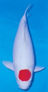 Jual Aneka Koi Unggulan ( Blitar )