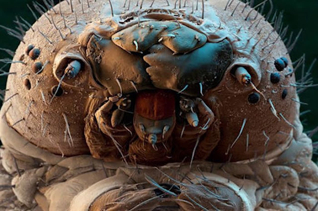 tanpa-kita-lihat-dan-sadar--makhluk-berkaki-delapan-ini-hidup-di-wajah-kita