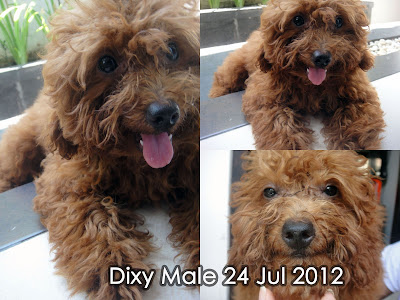 FOR SALE Red Toy Poodle (2 ekor) & Apricot Toy Poodle (4 ekor) Import Thailand “speci