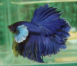 6 jenis ikan cupang (betta fish) cantik dan unik