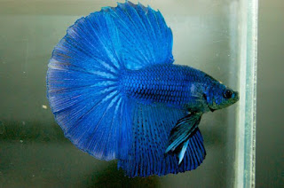 6 jenis ikan cupang (betta fish) cantik dan unik