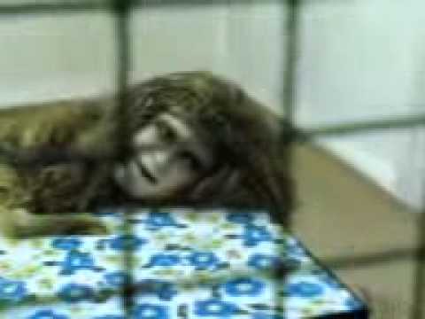 ini-dia-hantu-penghisap-darah-di-kalimantan