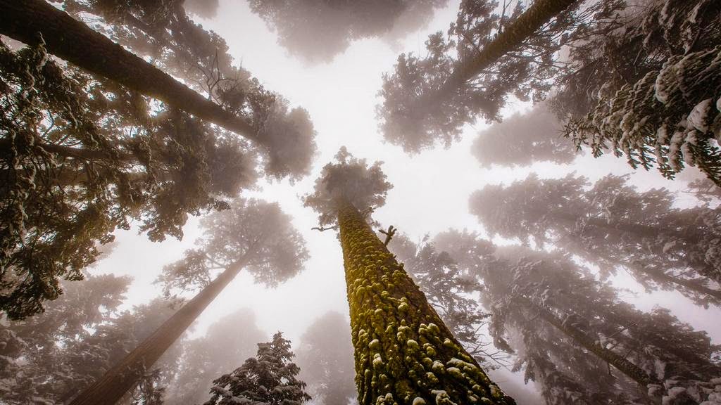 &#91;Nature&#93; : 25 Foto Pohon Menakjubkan Yang Belum Pernah Agan Lihat Sebelumnya