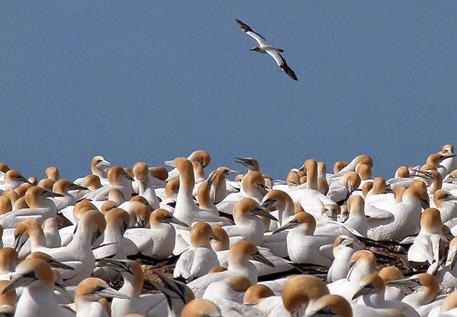 &#91;WOOW GANS!&#93; 10 Pulau Dengan Kenaekaragaman Hayati Menakjubkan