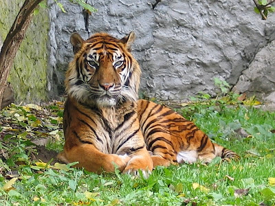 Mengenal Harimau Sumatera,Harimau Terakhir Indonesia !