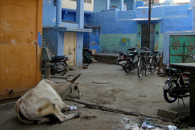 Kota Jodphur, Sebuah Kota Biru di India