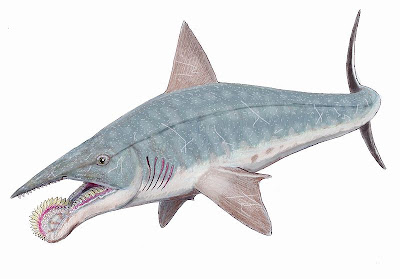 Helicoprion, Makhluk Prasejarah Unik dari Zaman Triassic