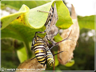 6 Serangga yang Memiliki Insting Membunuh Kuat