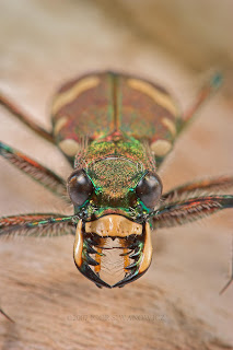 6 Serangga yang Memiliki Insting Membunuh Kuat