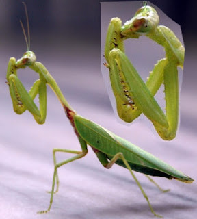 6 Serangga yang Memiliki Insting Membunuh Kuat