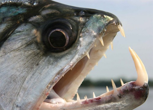 9 Ikan Paling Aneh Dan Berwajah Garang Penguasa Sungai Air Tawar