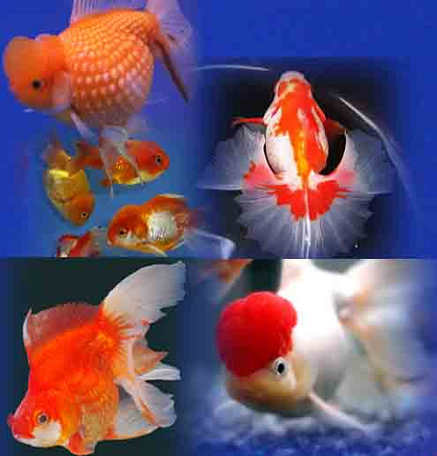 10 Ikan - Ikan Cantik Hiasan Akuarium