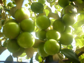 buah2-ini-mungkin-telah-punah-padahal-semasa-kecil-buah2-ini-selalu-jadi-teman