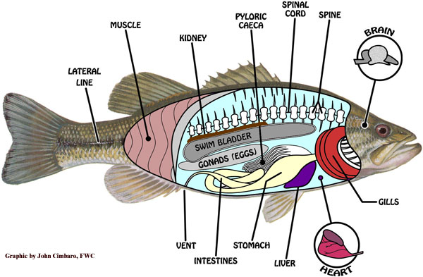 Sistem Pencernaan Pada Hewan Vertebrata Dan Invertebrata Kaskus