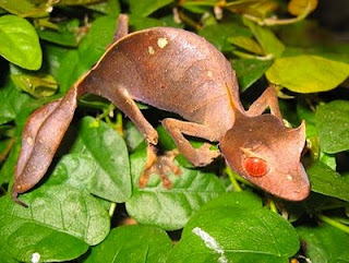 Gambar yang sedang naik daun