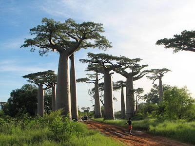 Pohon Baobab, Pohon Besar Yang Kelihatan Terbalik