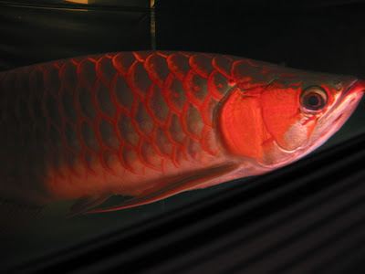 ARWANA - AROWANA - (segala hal ttg arowana)