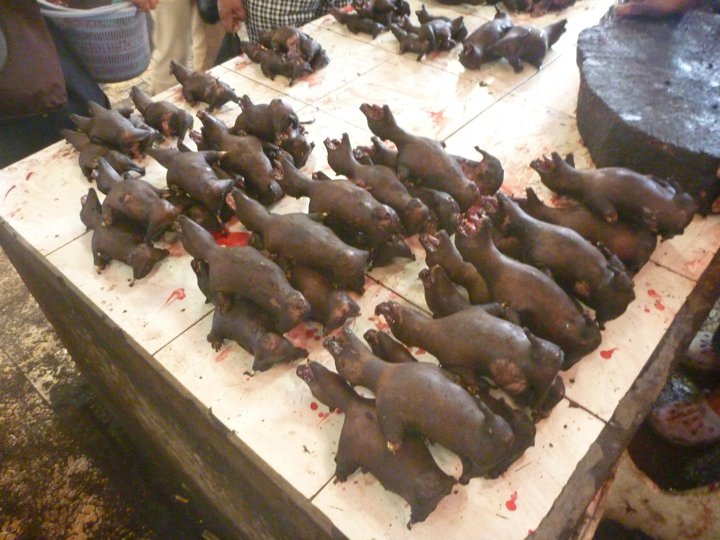 Uniknya Pasar Tomohon di Minahasa (Mau cari daging Tikus, Anjing, Kelelawar Segar?)