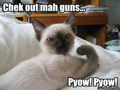 Kucing!!!