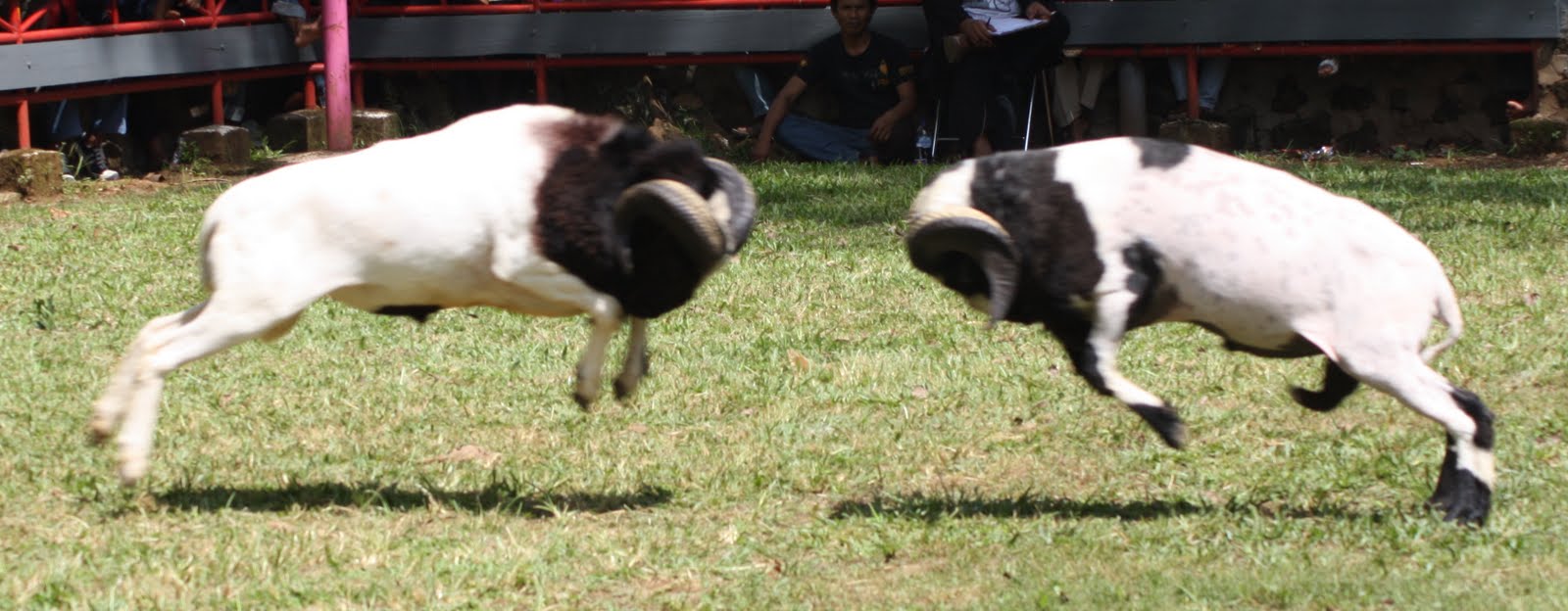 Fahri Hamzah: Jokowi Nggak Cipika Cipiki Prabowo, Dia Nyeruduk. Kayak Kebo mabok?