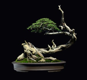 &#91;Saung Tanaman&#93; Melihat Sisi Lain Keindahan Bonsai