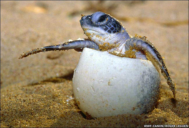 Eksotisme Penyu Habitat Indonesia.