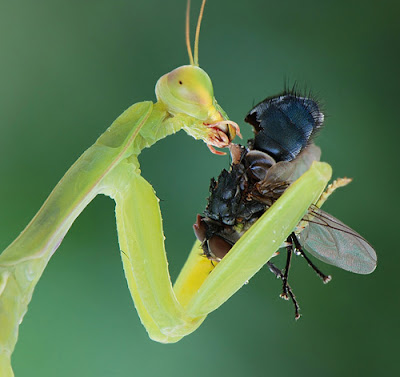 Predator sahabat Petani