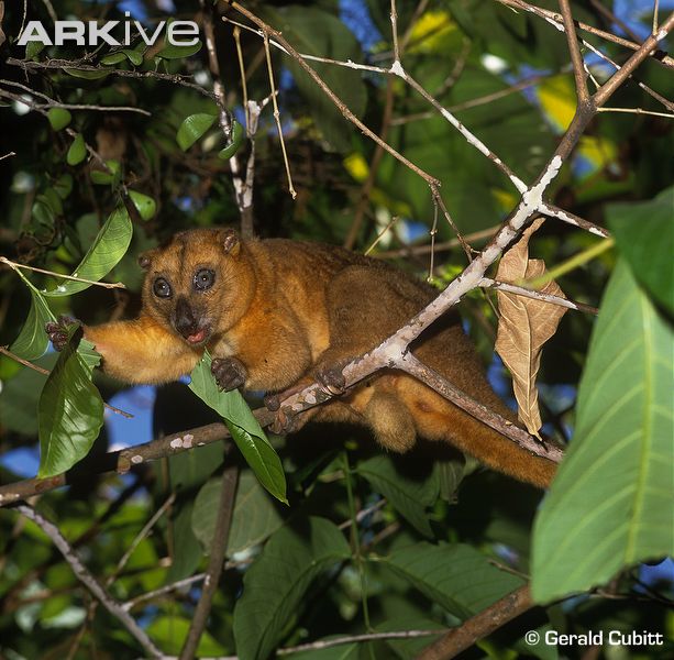 Mengenal KUSKUS (The Rarest Indonesian Marsupial)