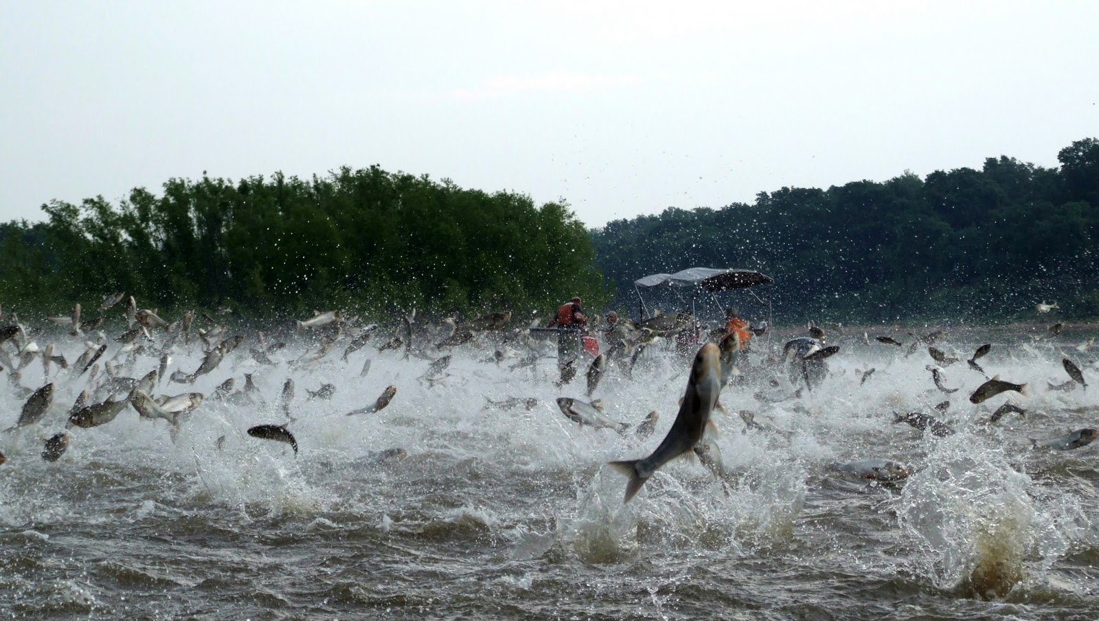 Amerika gak suka Ikan Mas dan Gurame, Indonesia?