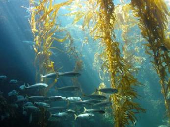 Rumput Laut di sebut &quot;Seaweed&quot;, tapi kalo &quot;Seagrass&quot; itu.....